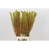 Eremurus Emmy Ro