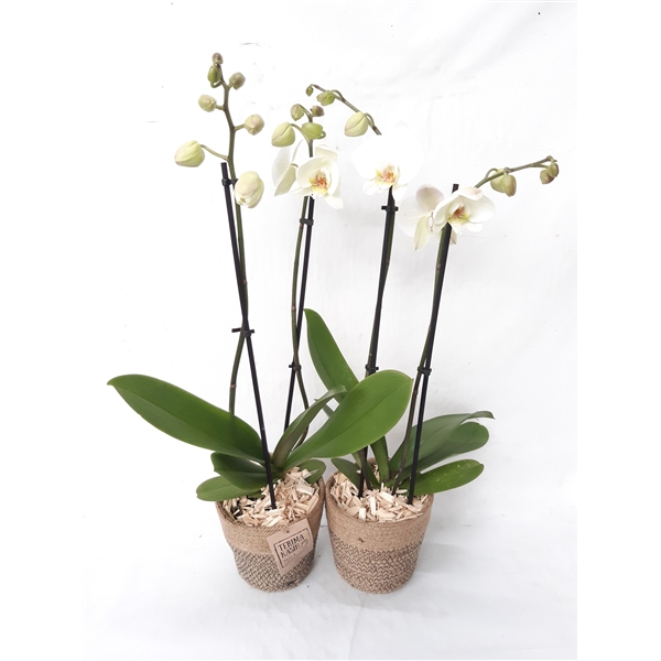 <h4>JM13PHW Phal 2t Wit in Jute mand + houtsnippers</h4>