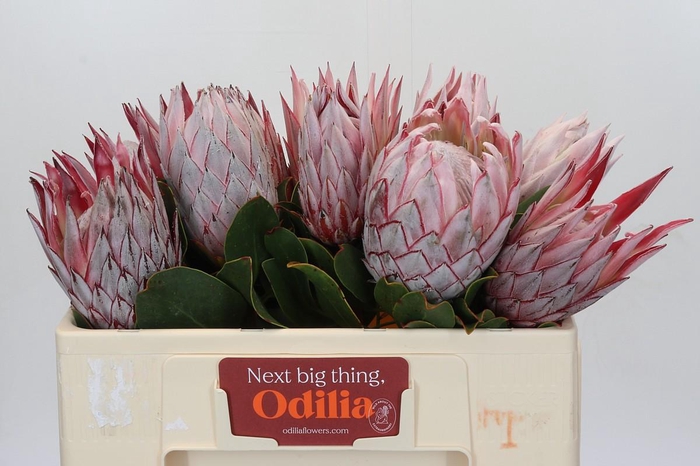 <h4>Protea Cynaroides</h4>