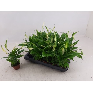 Spathiphyllum Chopin 6,5Ø 25cm 3fl