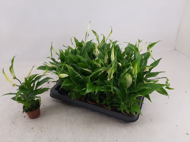 Spathiphyllum Chopin 6,5Ø 25cm 3fl