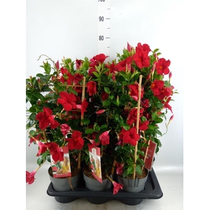 Mandevilla am. 'Diaman Topaze Ver'