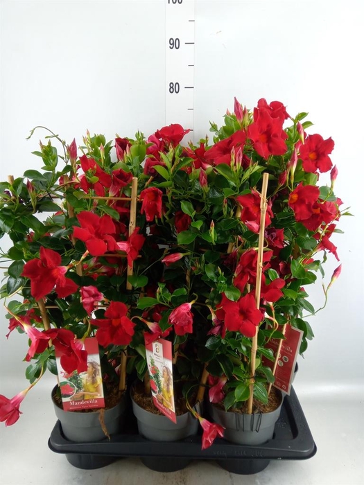 <h4>Mandevilla am. 'Diaman Topaze Ver'</h4>