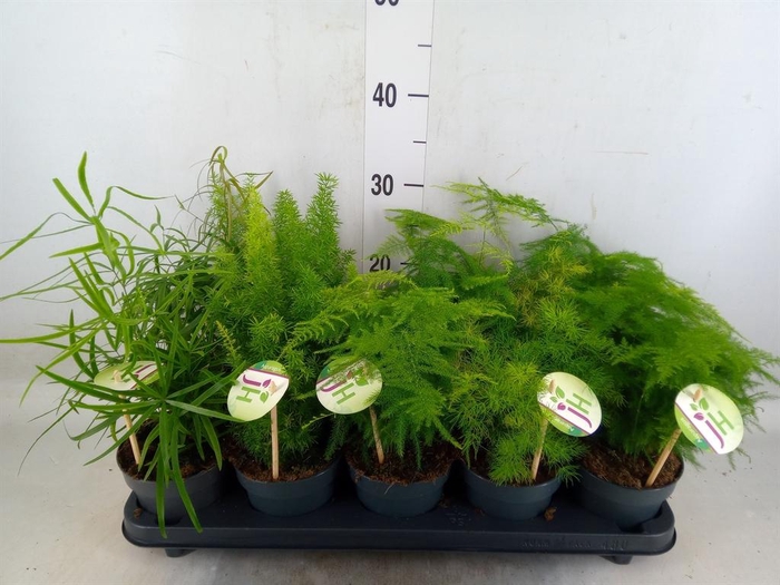 <h4>Asparagus   ...mix</h4>