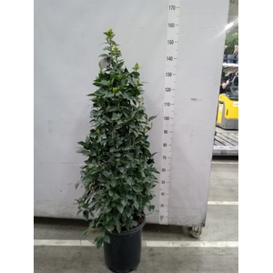 Laurus nobilis