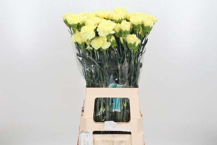 <h4>Di St Hermes</h4>