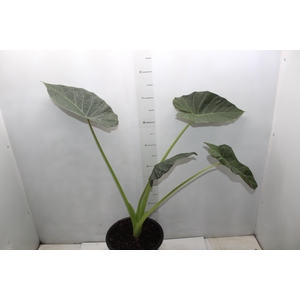 ALOCASIA REGAL SHIELDS P24