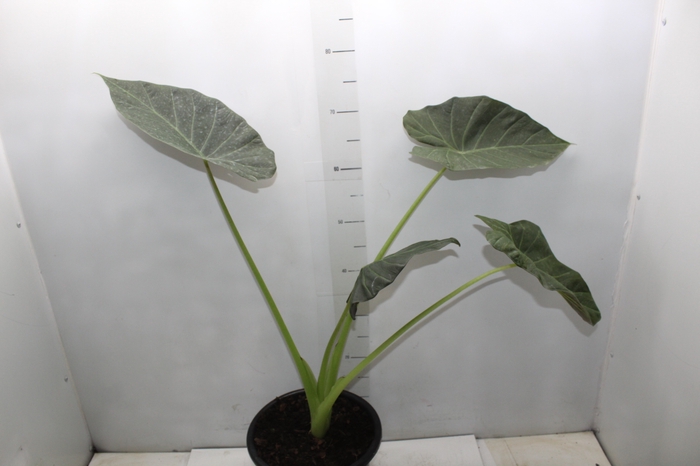 <h4>ALOCASIA REGAL SHIELDS P24</h4>