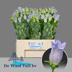 Camp M Champion Lave