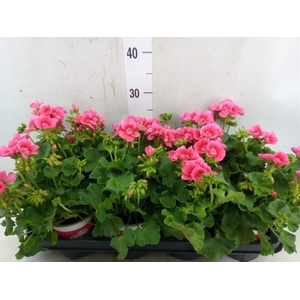 Pelargonium p.x z. 'Pret Lit Pk Sp'
