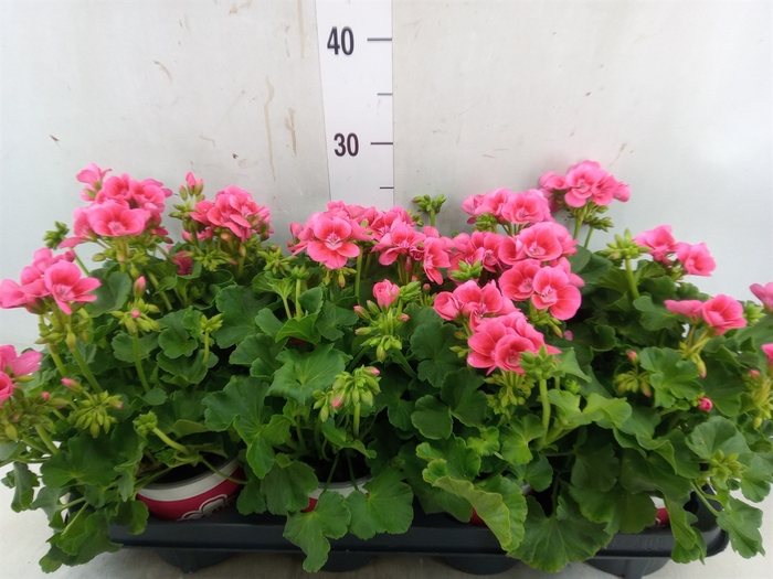 <h4>Pelargonium p.x z. 'Pret Lit Pk Sp'</h4>