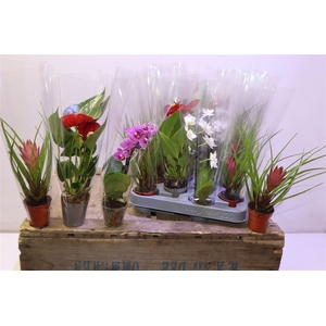 arr8 Arr Phal Brom Anth Gem