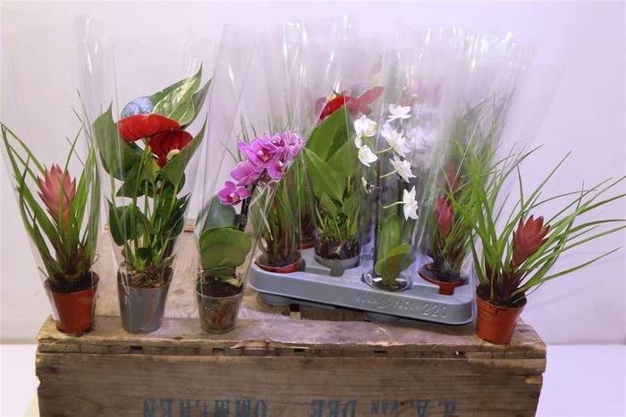 <h4>arr8 Arr Phal Brom Anth Gem</h4>