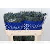 Eryngium Blue Dynamite