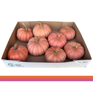 . Cucurbita Ov