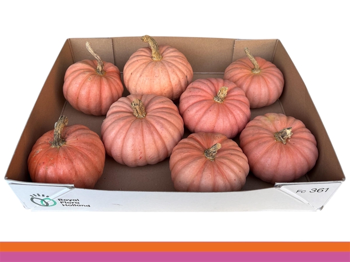<h4>. Cucurbita Ov</h4>