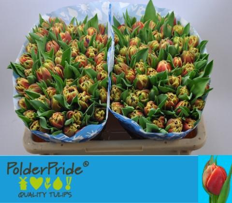 <h4>TU DU CONCORDE</h4>