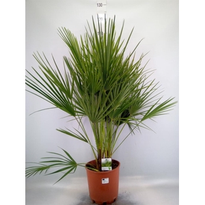 Chamaerops humilis