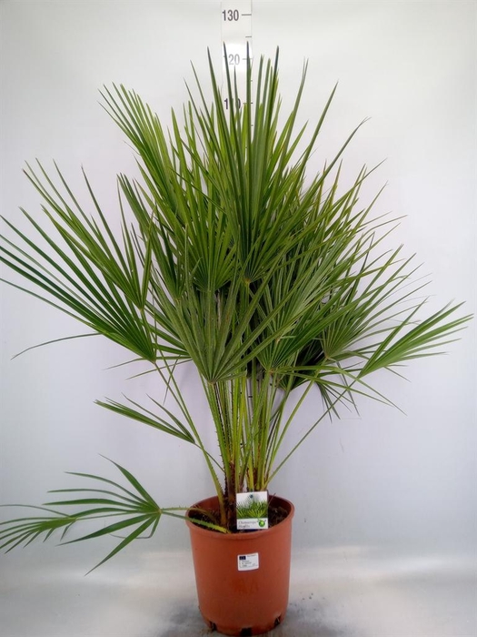 <h4>Chamaerops humilis</h4>