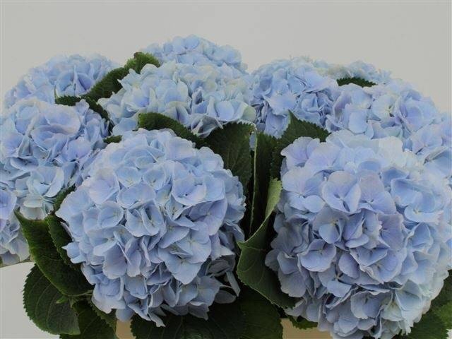 <h4>HYDR M CH VERENA BL</h4>