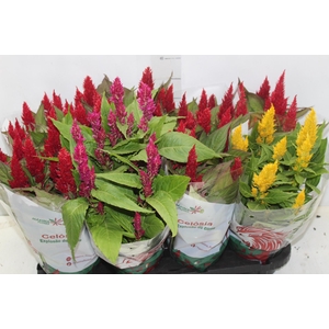 CELOSIA P14 VARIADO