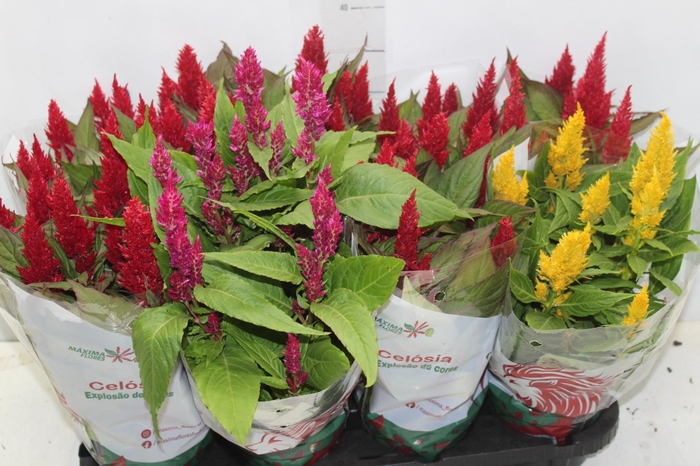 <h4>CELOSIA P14 VARIADO</h4>