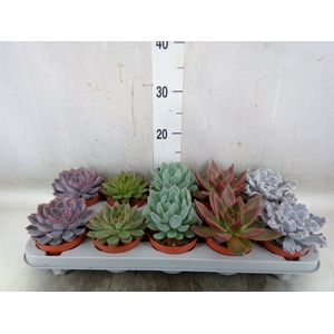 Echeveria   ...mix