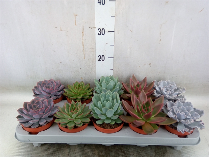 <h4>Echeveria   ...mix</h4>