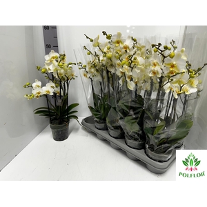 Phalaenopsis MF boquetto beauty (white) 12Ø 45cm 3