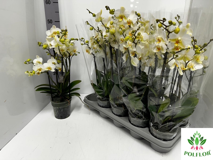 Phalaenopsis MF boquetto beauty (white) 12Ø 45cm 3