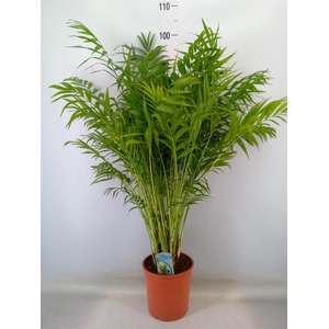 Chamaedorea elegans