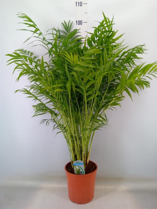 <h4>Chamaedorea elegans</h4>