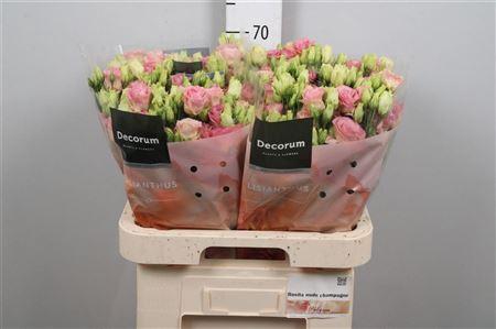 <h4>Eus G Rosi Champagne</h4>