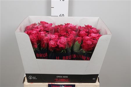 <h4>R Gr Susan</h4>