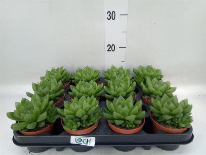<h4>Haworthia   ...</h4>