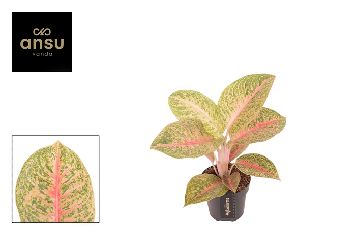<h4>Aglaonema Vermillion Red</h4>