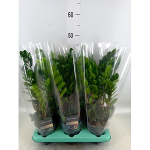 Zamioculcas zamiifolia 'Lima'