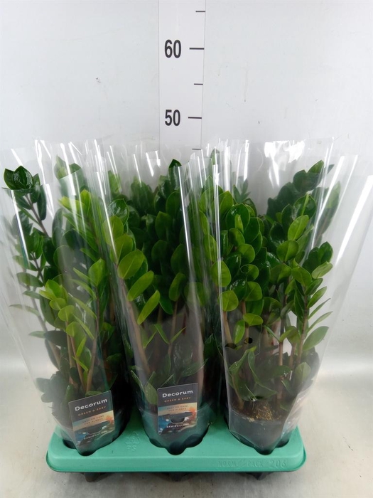 <h4>Zamioculcas zamiifolia 'Lima'</h4>