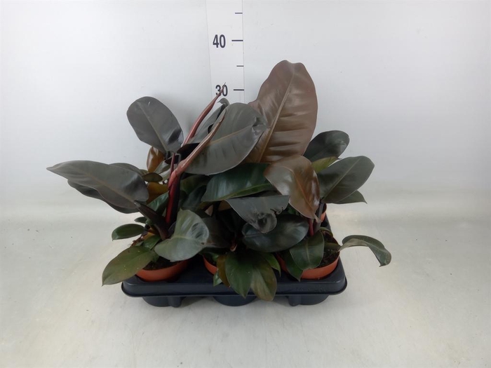 <h4>Philodendron   ...</h4>