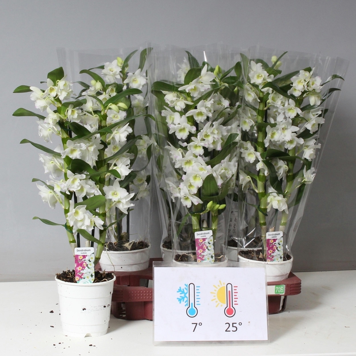 <h4>DENDR N SC APOLLON</h4>