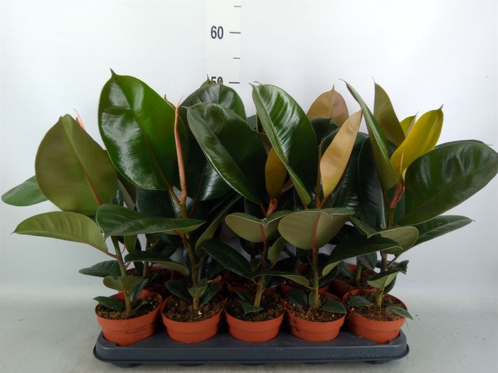 <h4>Ficus elastica 'Robusta'</h4>
