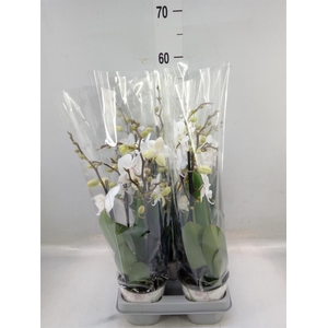 Phalaenopsis  'Manta Similan'