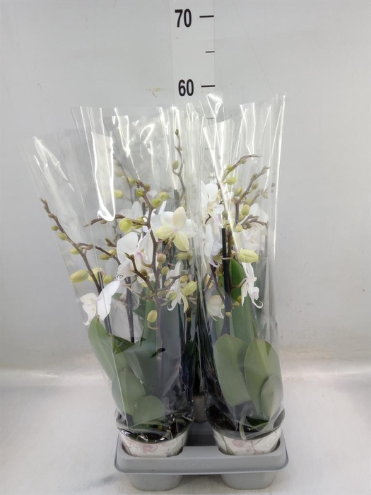 <h4>Phalaenopsis  'Manta Similan'</h4>