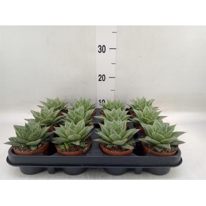 Gasteria