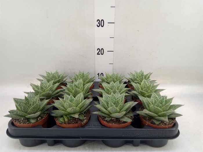 <h4>Gasteria</h4>