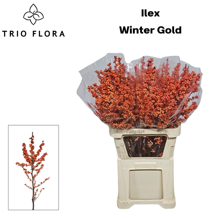 <h4>ILEX VE WINTER GOLD 997 L90</h4>