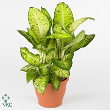 Purify Dieffenbachia White Amazon 24 cm