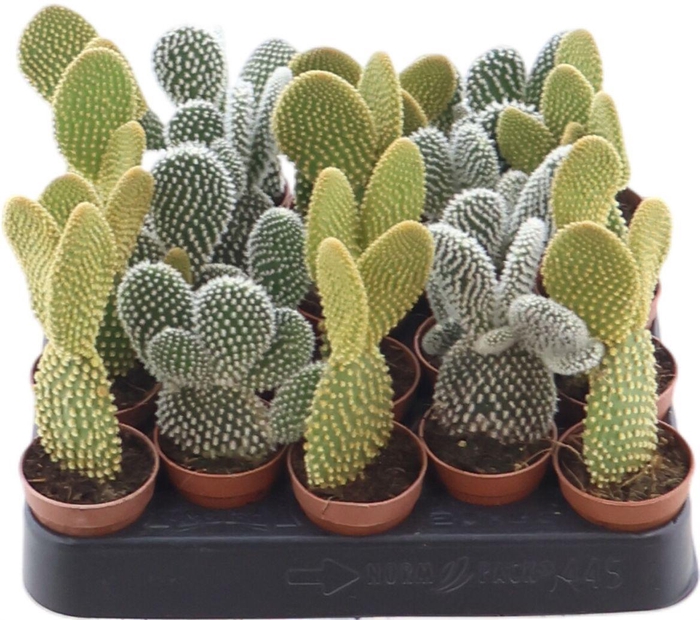 <h4>Opuntia Gemengd</h4>