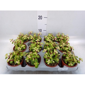 Portulacaria afra 'Variegata'
