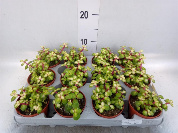 <h4>Portulacaria afra 'Variegata'</h4>